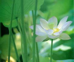 white lotus