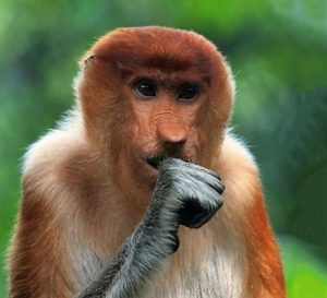 concerned-monkey